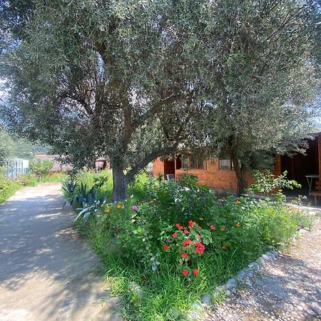 CampingViolet Borsh Esterno foto